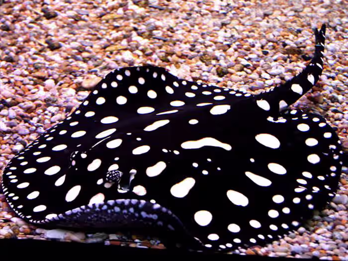 Black Diamond Stingray